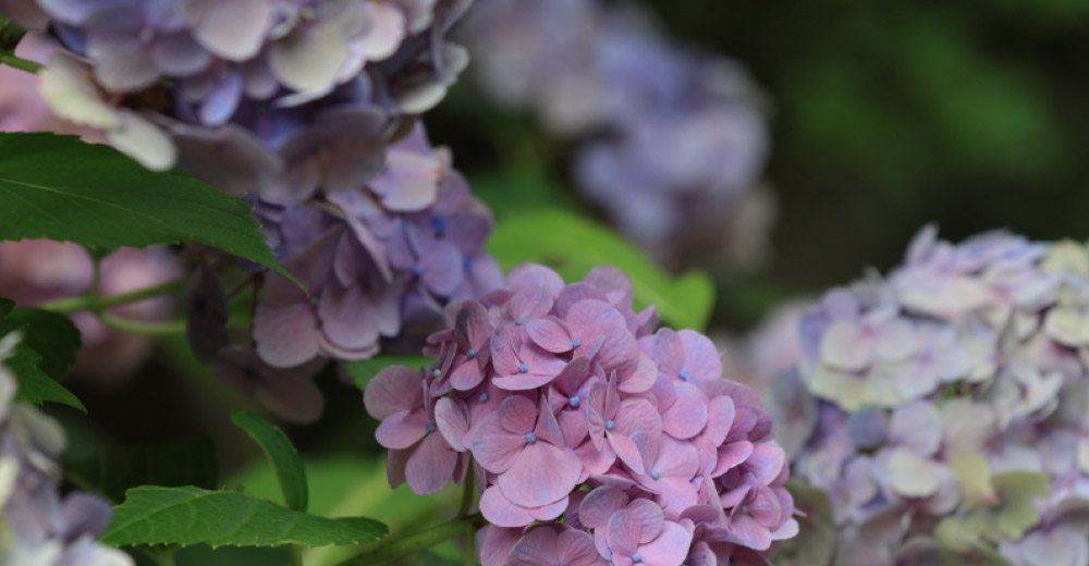 横浜桜山ホテルカフェ